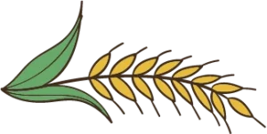 right grain 1 - دوکشت