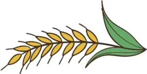 right grain e1755358778532 - دوکشت